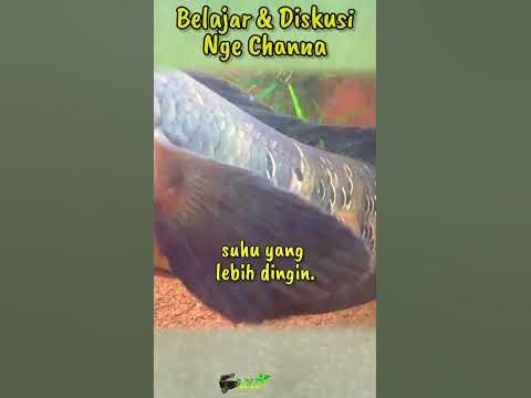 Suhu Air Untuk Ikan Channa Maru Auranti