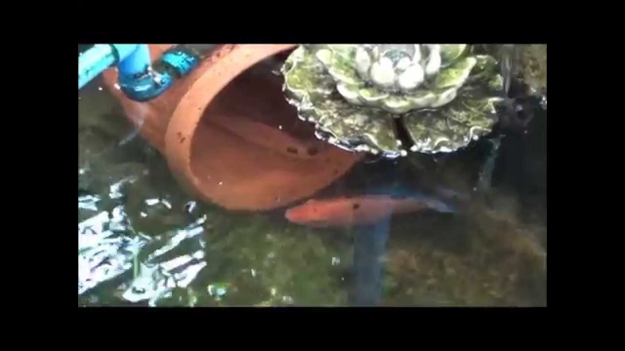 How to, KING FISH BREEDING, MADE Red Tilapia Pond ...