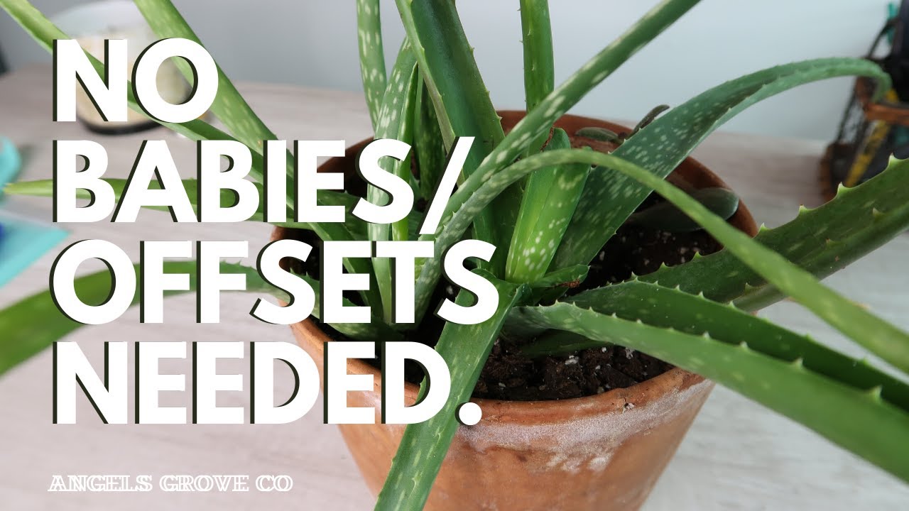 No Babies Needed! Propagating Aloe Vera FAST // Angels Grove Co