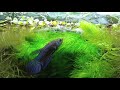 Middle of video