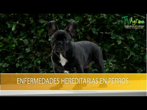 Video: Enfermedad De La Córnea (hereditaria) En Perros