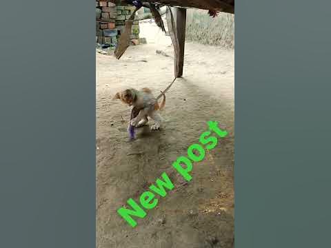 ham log ka kiti - YouTube