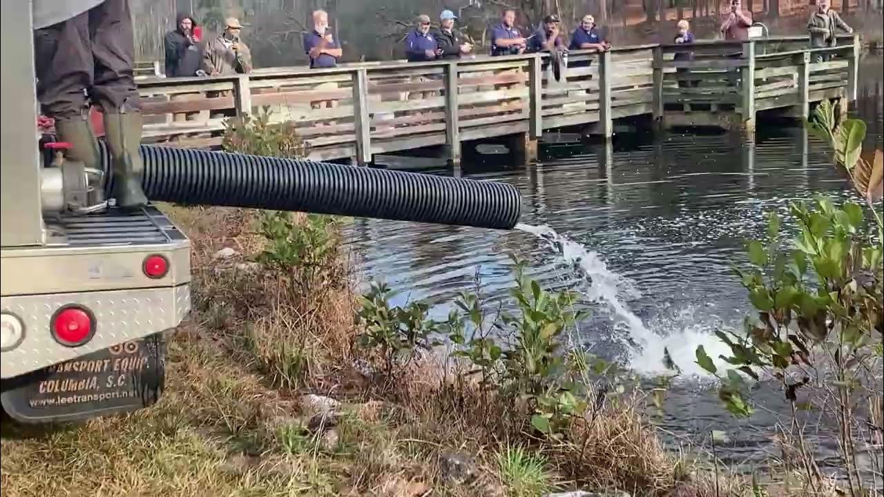 trout-stocking-indian-camp-pond-120722-ncwrc-shorts-youtube