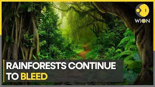 Rainforests the size of Switzerland were destroyed in 2022, says report | WION Climate Tracker