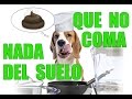 ¿Tu perro come CACA? Enséñale a NO COMER nada del suelo (INFALIBLE)