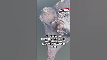 Horrid Smell In Glen Burnie MDE Investigates Die Off Of Cownose Stingrays In Marley Furnace Creeks 