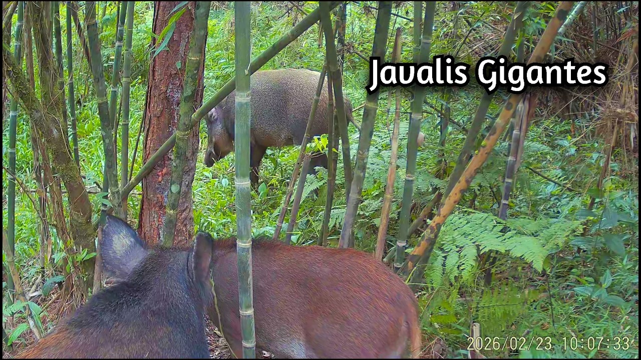 Ep. 03 — Javalis na Ceva | Câmera de Trilha Registrou Tudo