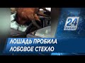 Лошадь пробила лобовое стекло авто в Алматинской области