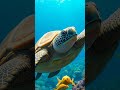 The Lethal Secrets of the Archelon