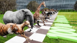 Rainy Day Animal Race: 44 Competitors & Newcomer Greyhound! by CookieNey 215,128 views 1 month ago 5 minutes, 51 seconds