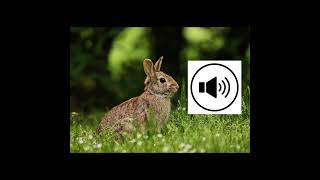Bunny sound 🐰