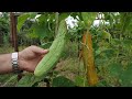 Grow cucumbers with no garden required  simple tricks revealed