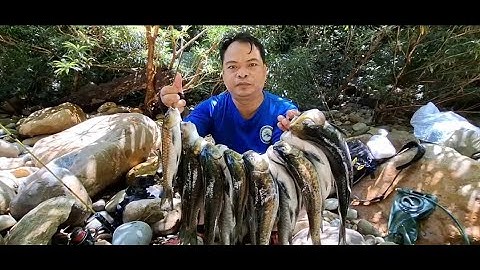 Xác Lập Kỷ Lục Câu CÁ TRO (Blu Mahseer) | Lure Fishing in the forest