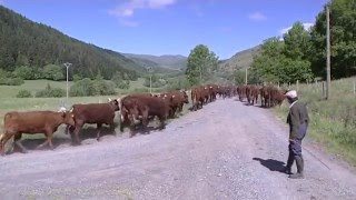 Toi paysan mon ami par Guylène LAUR