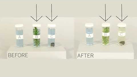 Snail and Elodea Experiment, Part 2