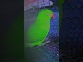 mithu mithu #talkingparot #nonstoptalkingparrot #birds #parrot #azharparrot #funny #mithukibatain