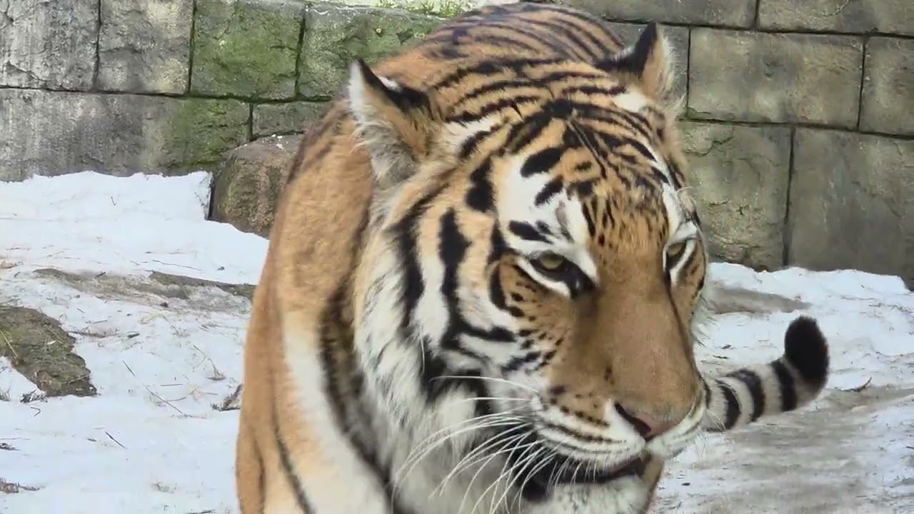 Африканская львица Анфиса и ...та самая тигрица Ярослава ( под нее строили тигриные вольеры ) 