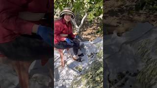 🏡Antakya’da Zeytin Hasadı🫒Zeytinyağı🍸Halhalı🕊️Haşebi🫒