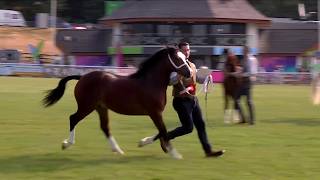 Merlod Cymreig Teip Cob - Ebol Blwydd | Welsh Ponies Cob Type - Yearling Colt