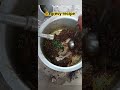 Fish grevy recipe | fish fry| grevy recipe| Pyasi machhali | #pyasi #fish #fishdishes #spicyfish