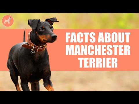 Video: Je, manchester terriers wanamwaga?