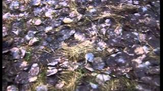 How Could The Holocaust Happen?