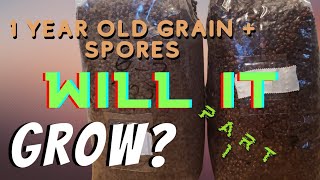 Trying to grow mushrooms from old grain and spores (part 1)