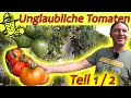 Rundgang beim Tomaten-Profi: 150 Sorten Tomaten, viele Tipps und der schönste Blick über den Mondsee