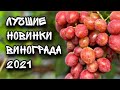 Новинки винограда 2021 и не только. Виноград который Вам понравится!!!