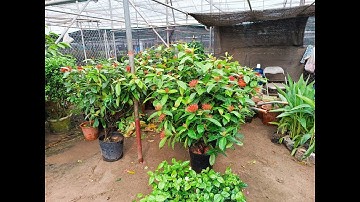 Bán cây hoa mẫu đơn Mỹ hồng, Mỹ đỏ, mẫu đơn ta bụi to đẹp 0977973535