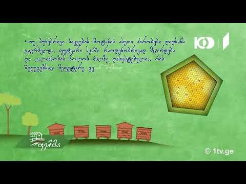 #უკეთრომაკეთო ფუტკრის მოვლა წელიწადის სხვადასხვა დროს