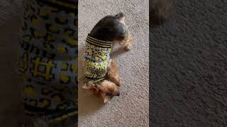 Twerking Yorkie