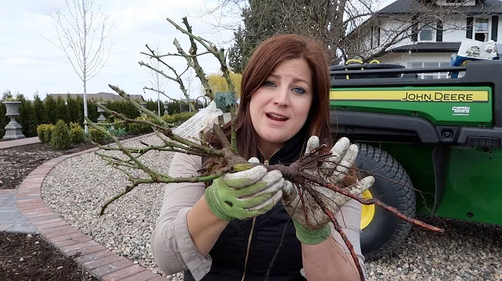 Planting A Few Bare Root Roses! 🌹😊// Garden Answer - DayDayNews