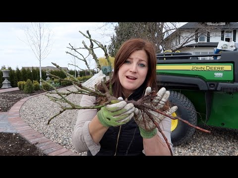 Video: Kaalwortelplante - Hoe om kaalwortelstokrose te kweek
