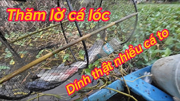 “ thăm lờ cá lóc/ phần 8 -một ngày thăm lợp thú vị ,khi dính nhiều cá ngon và ốc bưu đen “