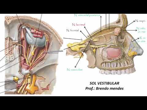 Nervo Maxilar completo - Anatomia Humana - Anatomia 