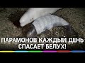 Ещё двух белух спасли в Охотском море!