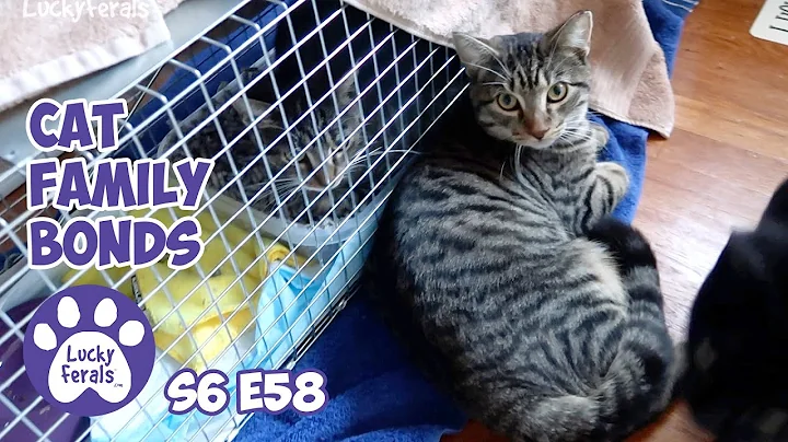 The Day After Nancy's Spay | Cat Family Bonds | S6...