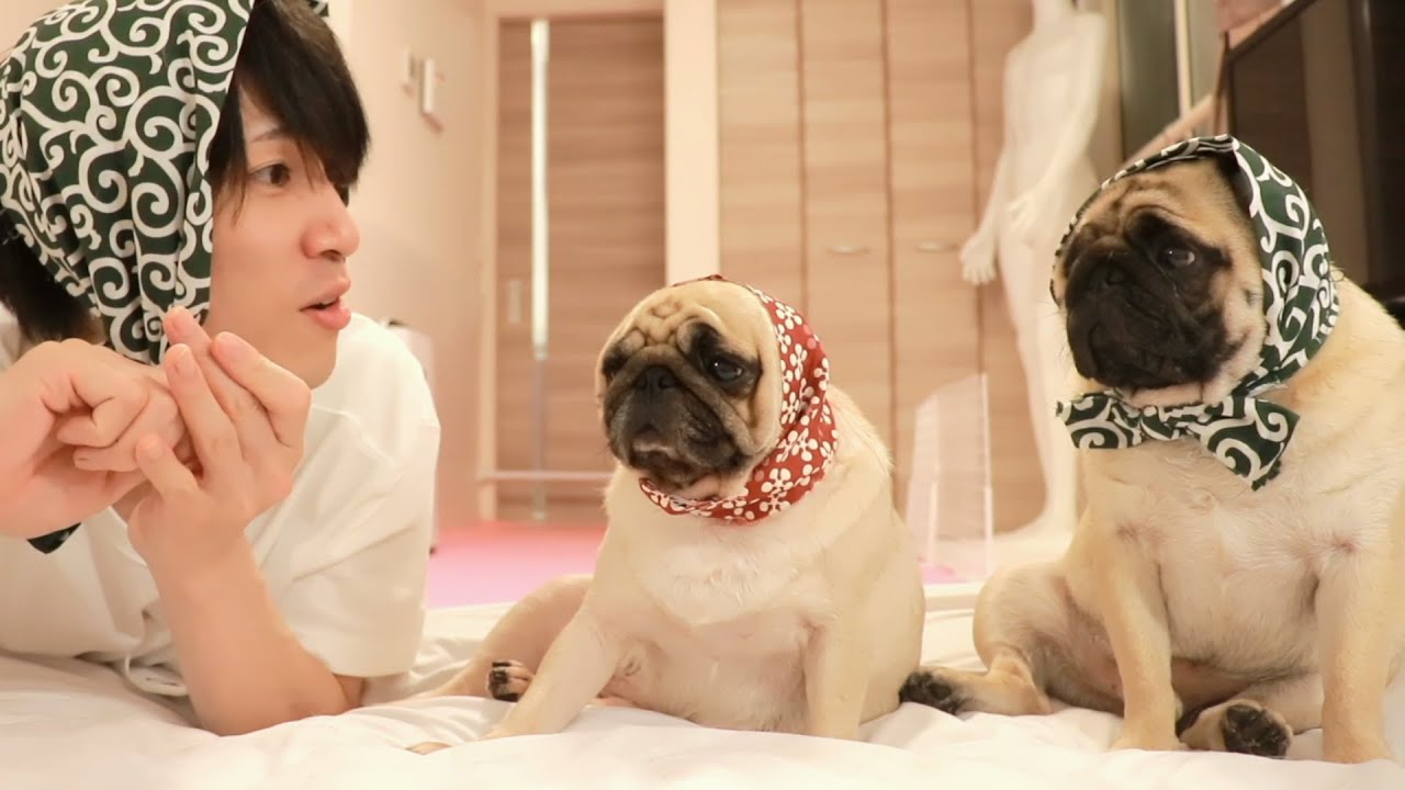 パグの日に正装したら田舎の老夫婦みたいになったパグ親子 - YouTube