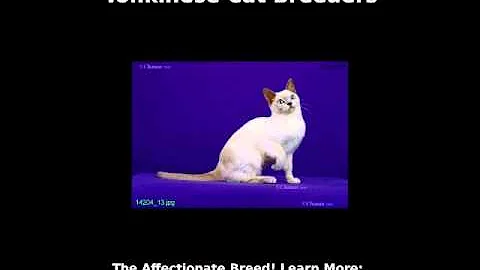 Video 295851: tonkinese cat breed, kitty love