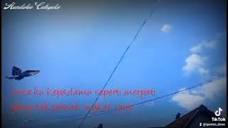STORY WA KATA KATA BUAT PECINTA MERPATI