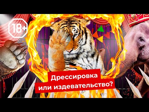 Шоу для извергов: цирки и дельфинарии нужно запретить | Как страдают животные