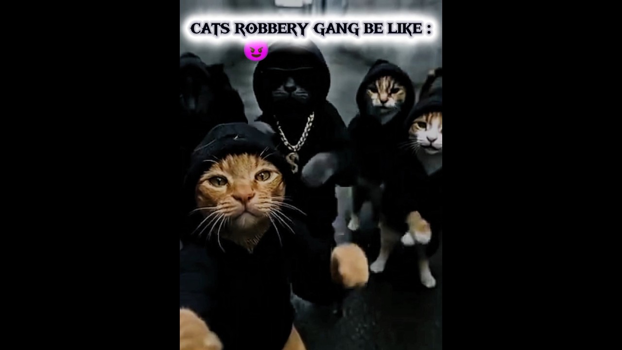 Cat's robbery gang be like 🗿💀| 
