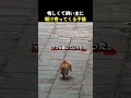 悔しくて飼い主に駆け寄ってくる子猫
