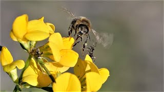 Biene auf Nektarsuche wird von Ameisen attackiert / Bee looking for nectar is attacked by ants screenshot 1