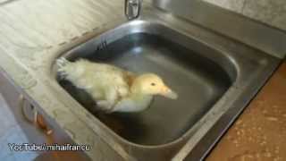 Duckling in the kitchen sink