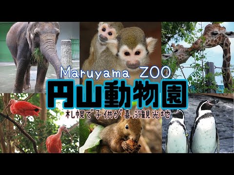 【円山動物園】70年の歴史を誇る札幌の人気の動物園🐯🐻🐵🐘1周してみたら、動物の種類の多さにビックリ🎶 旭山動物園にも負けてない‼️【Maruyama ZOO】Sapporo