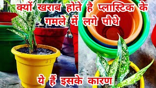 प्लास्टिक के गमले में पौधे क्यों मर जाते हैं / plant in plastic container / plant in plastic pot