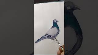How to draw a realistic pigeon |pigeon drawing | watercolor birds series #pigeon #short