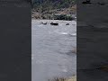 Cows crossing river